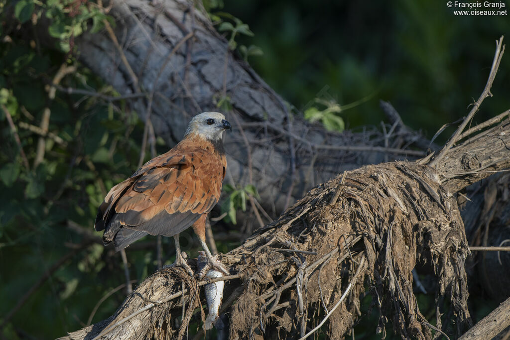 Black-collared Hawk