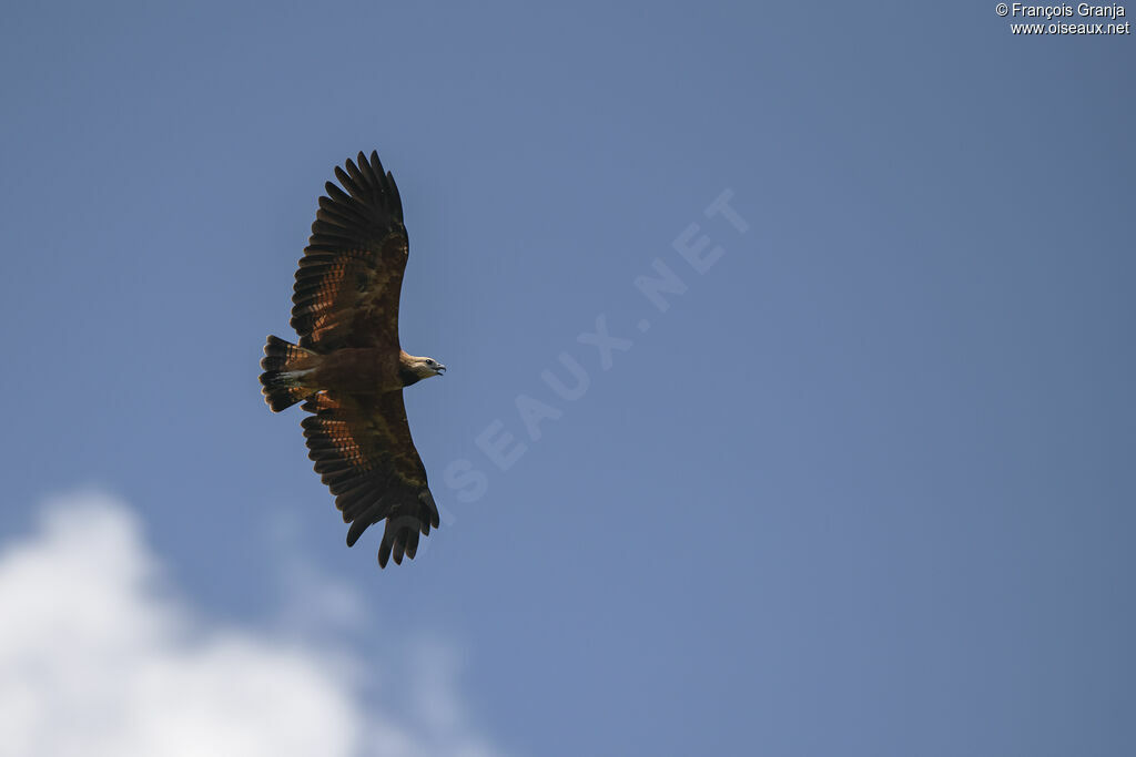 Black-collared Hawk