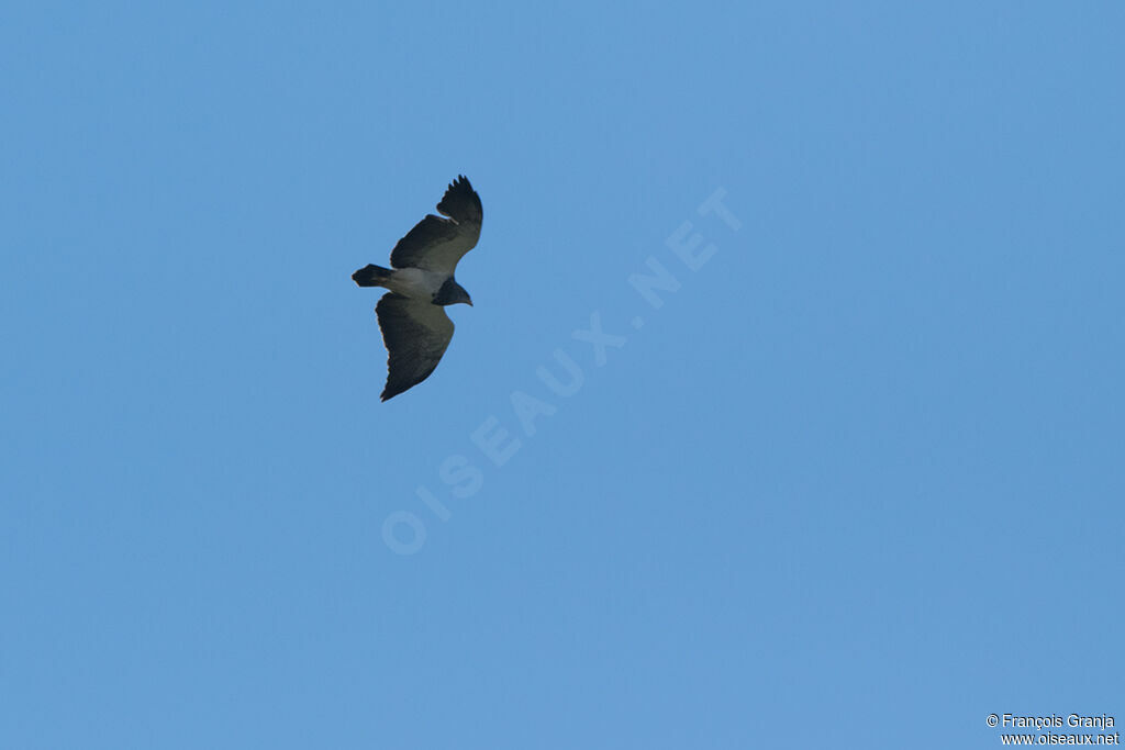 Black-chested Buzzard-Eagle