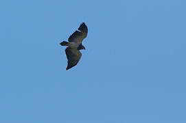 Black-chested Buzzard-Eagle