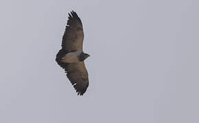 Black-chested Buzzard-Eagle