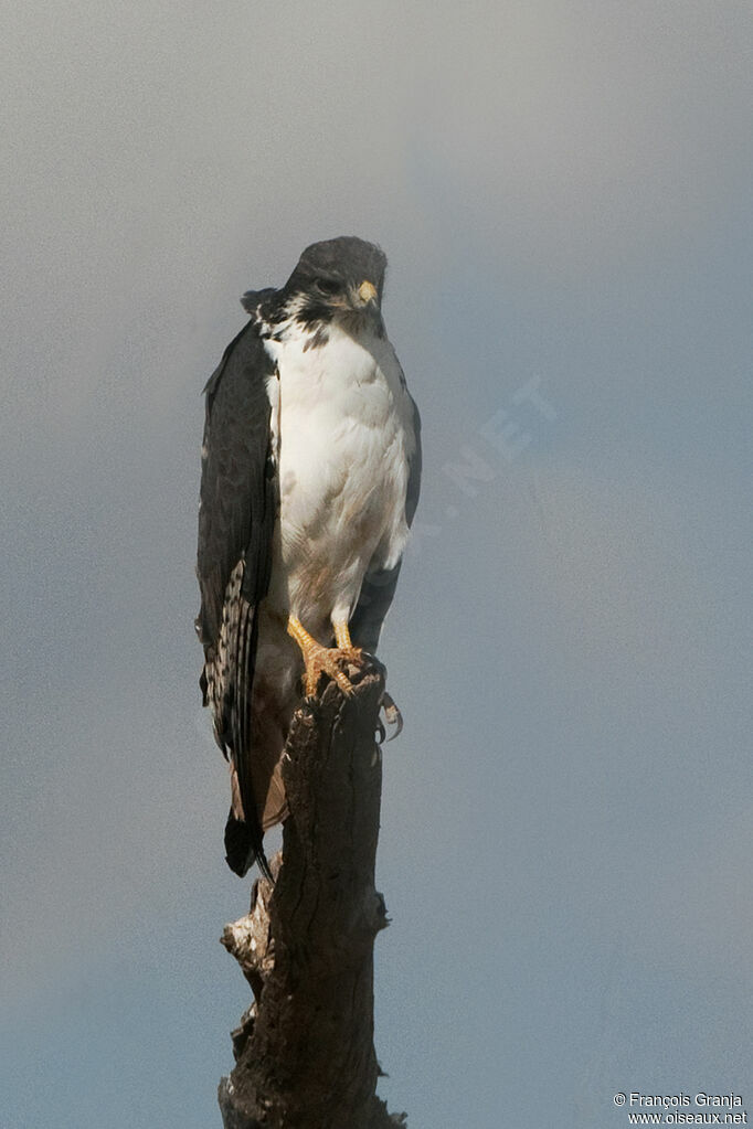 Augur Buzzard