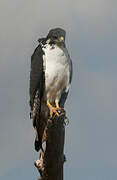 Augur Buzzard