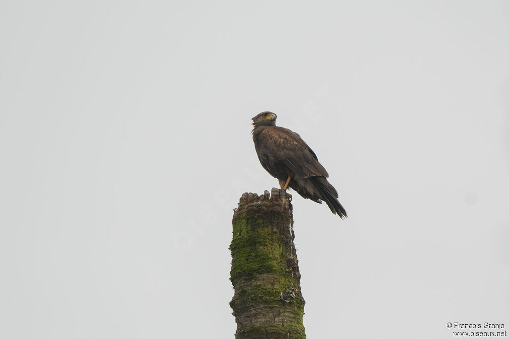 Harris's Hawk