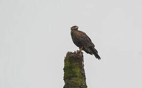 Harris's Hawk