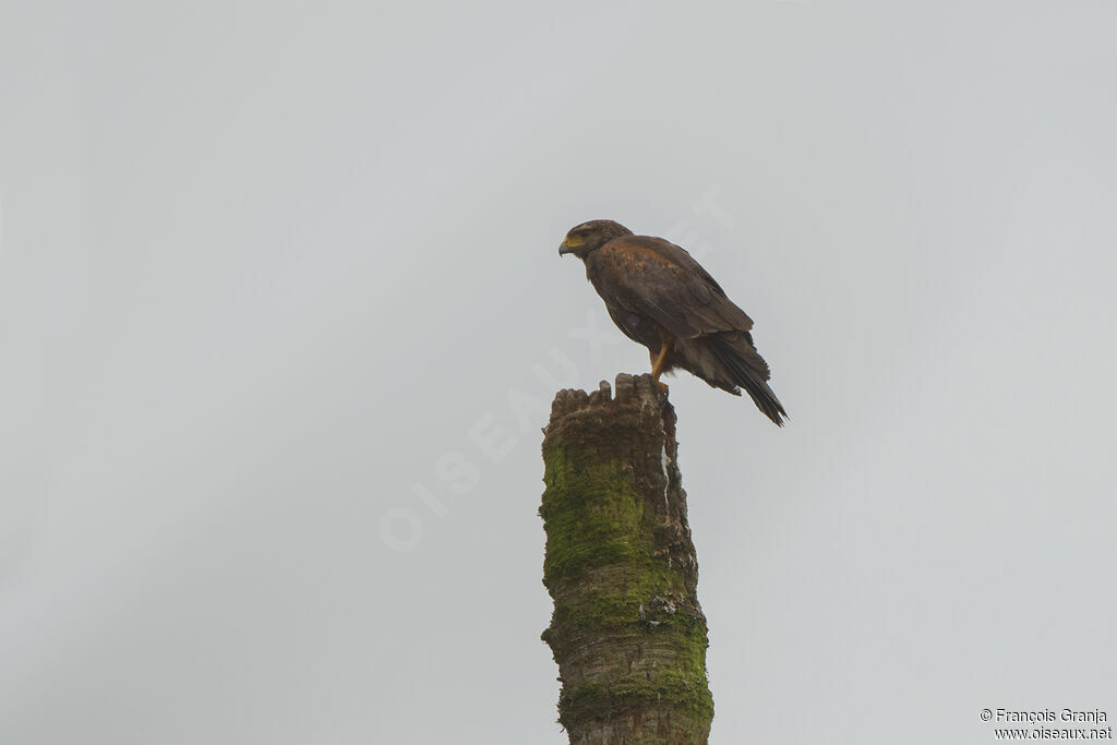 Harris's Hawk