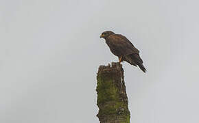 Harris's Hawk