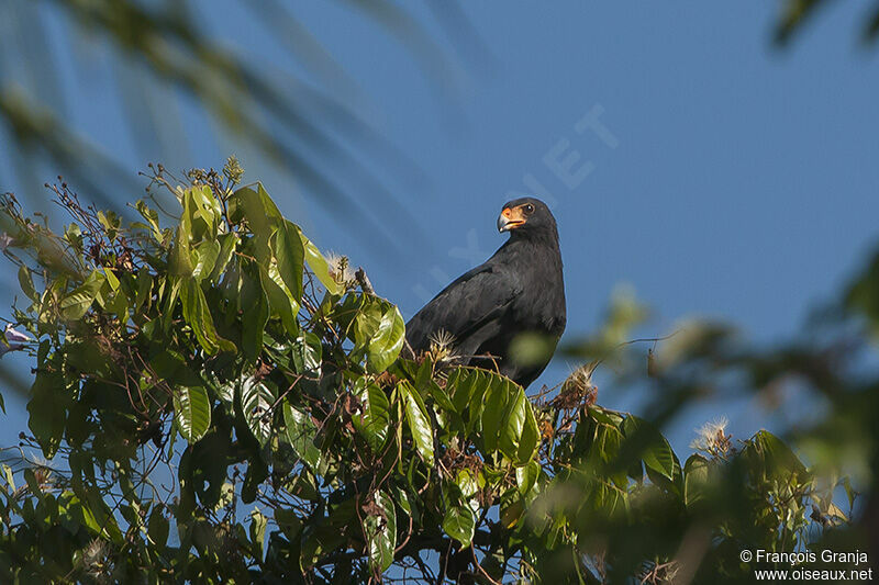 Common Black Hawk (subtilis)adult
