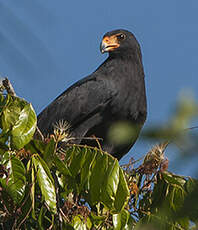 Buse des mangroves