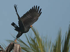 Common Black Hawk (subtilis)