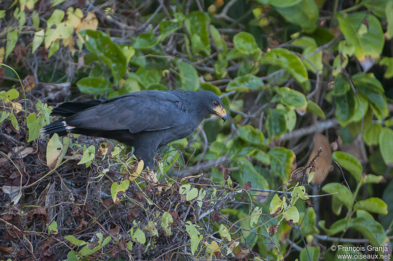 Common Black Hawk (subtilis)adult