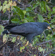 Common Black Hawk (subtilis)