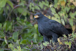 Common Black Hawk (subtilis)