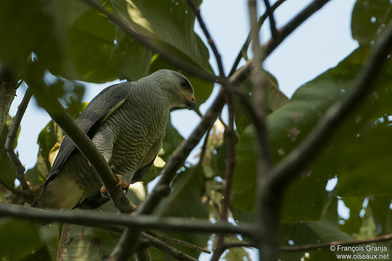 Grey Hawkadult