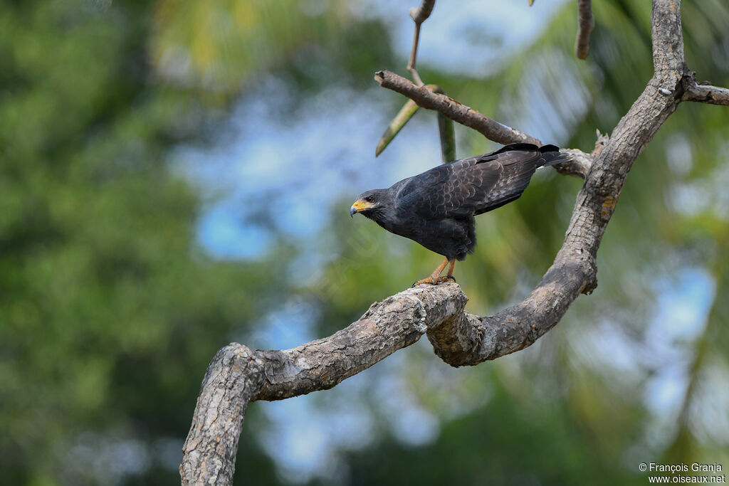 Common Black Hawk