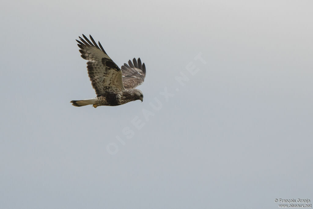 Rough-legged Buzzard