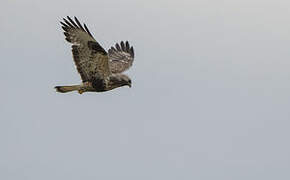 Rough-legged Buzzard