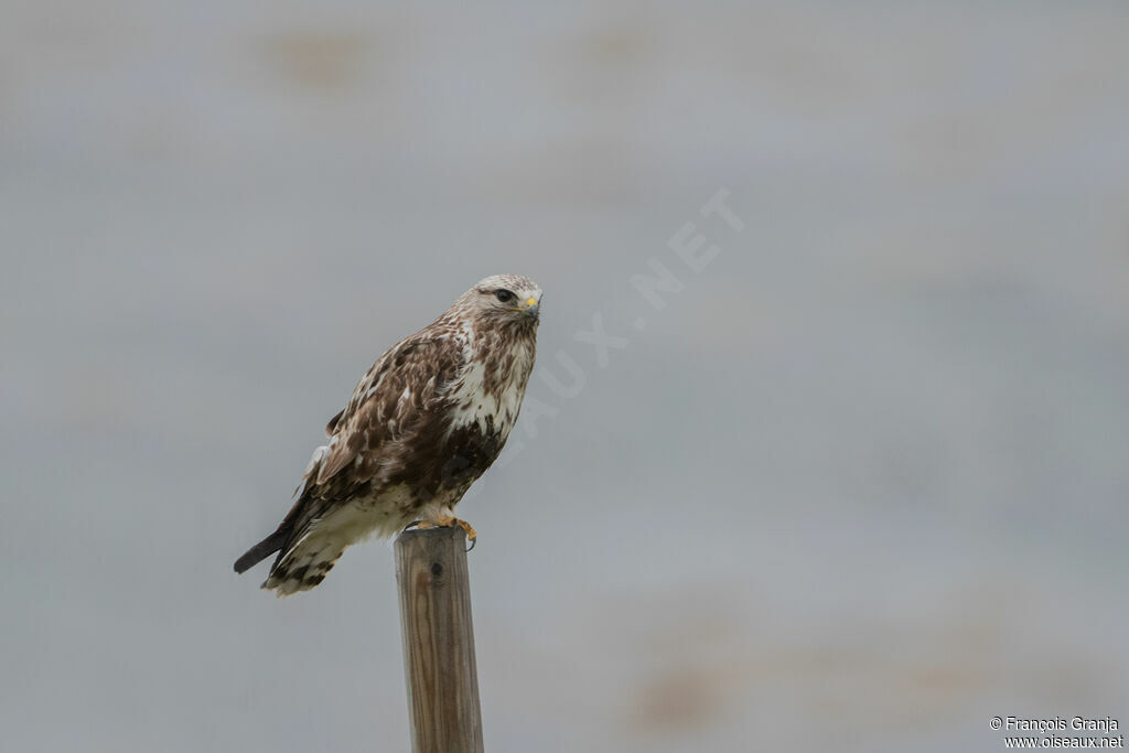 Rough-legged Buzzard