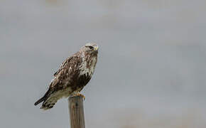 Rough-legged Buzzard