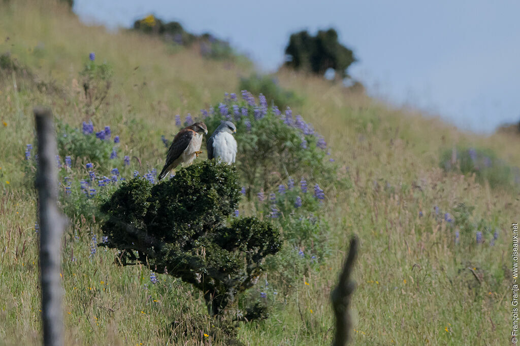 Variable Hawkadult