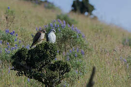 Variable Hawk