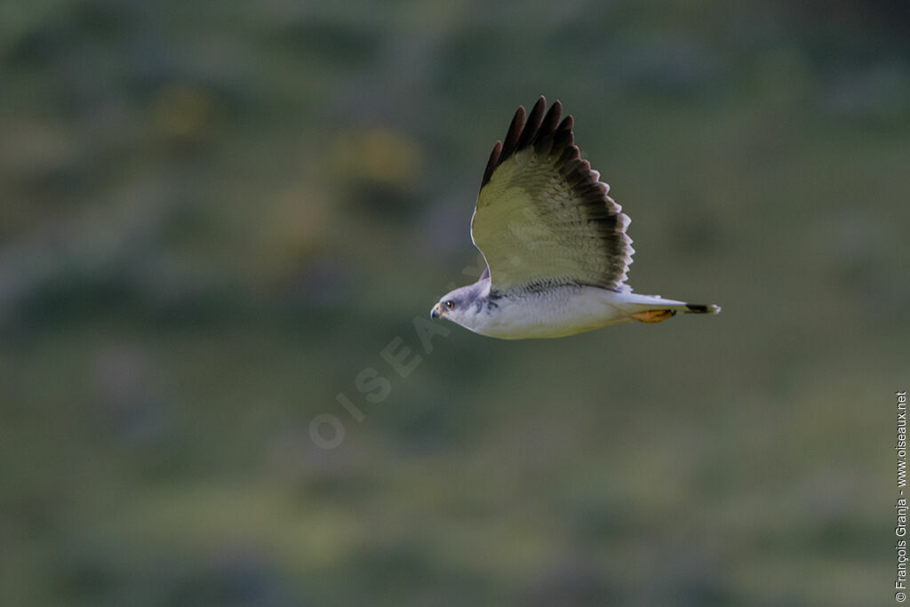 Variable Hawk male