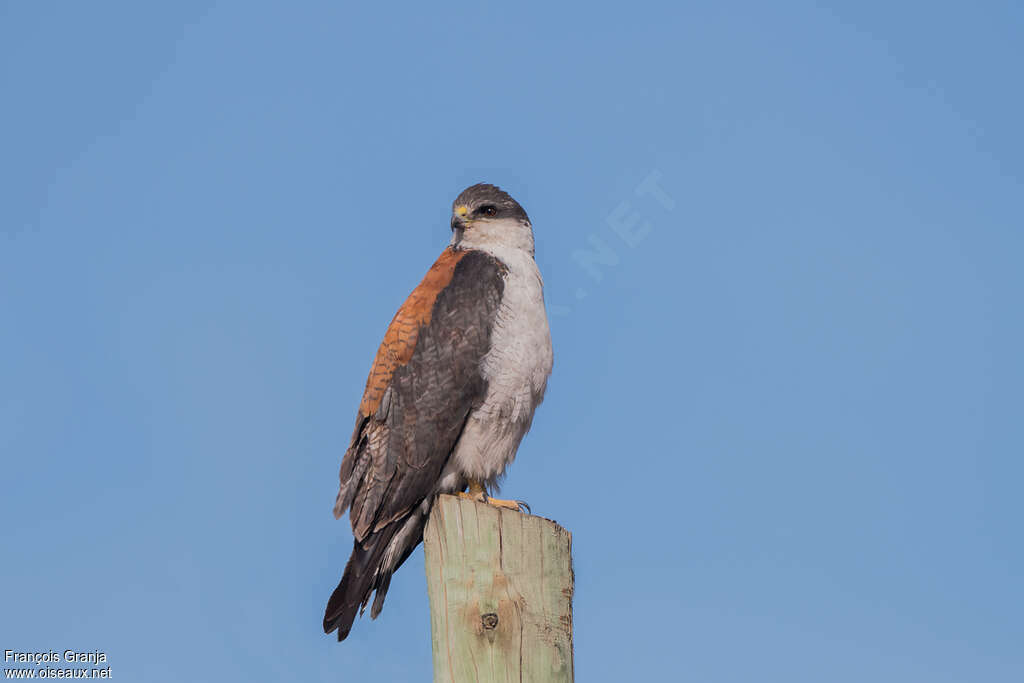 Variable Hawkadult, identification