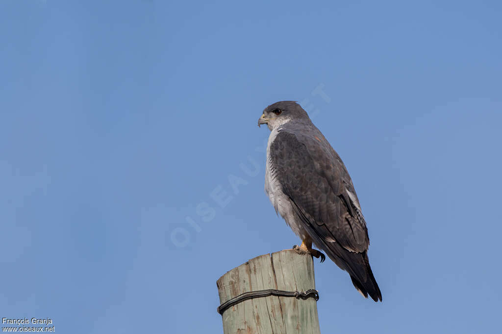 Variable Hawkadult, identification