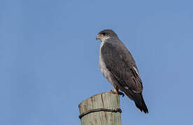 Variable Hawk