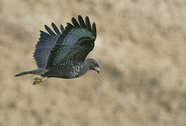 Common Buzzard