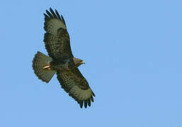 Common Buzzard