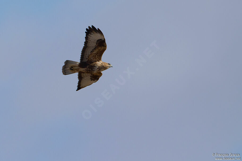 Common Buzzard