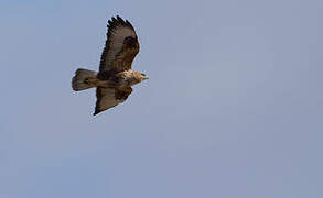 Common Buzzard