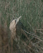 Eurasian Bittern