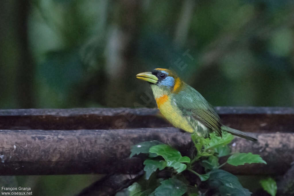 Red-headed Barbet female adult, habitat