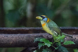 Red-headed Barbet