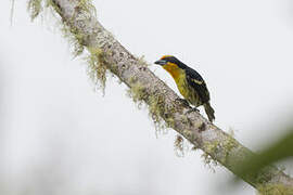 Gilded Barbet