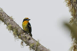 Gilded Barbet