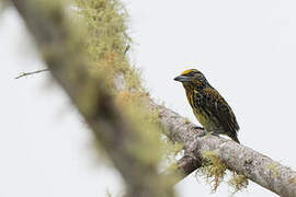 Gilded Barbet