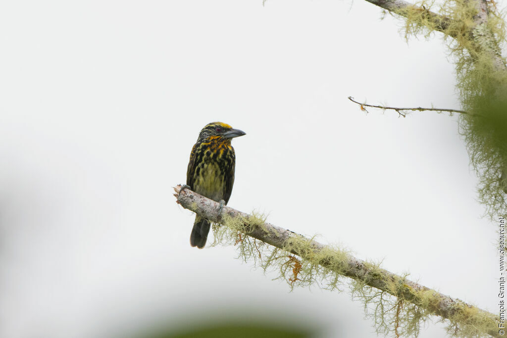 Gilded Barbet female