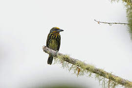 Gilded Barbet