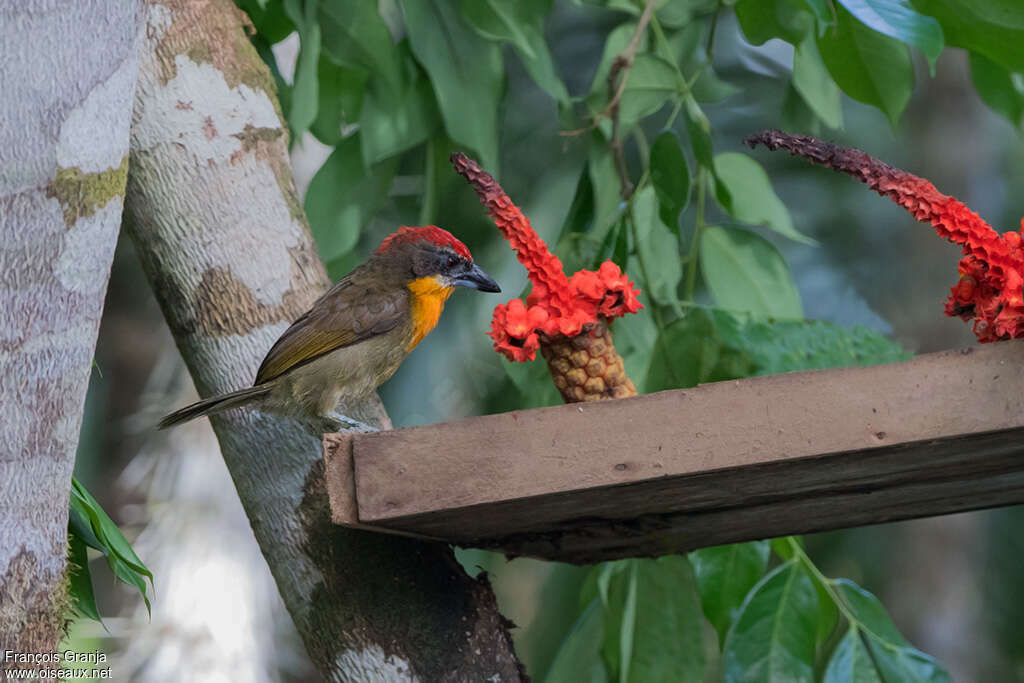 Scarlet-crowned Barbet male adult, identification