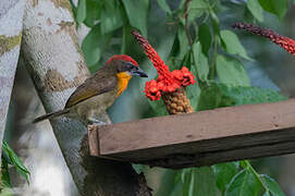 Scarlet-crowned Barbet