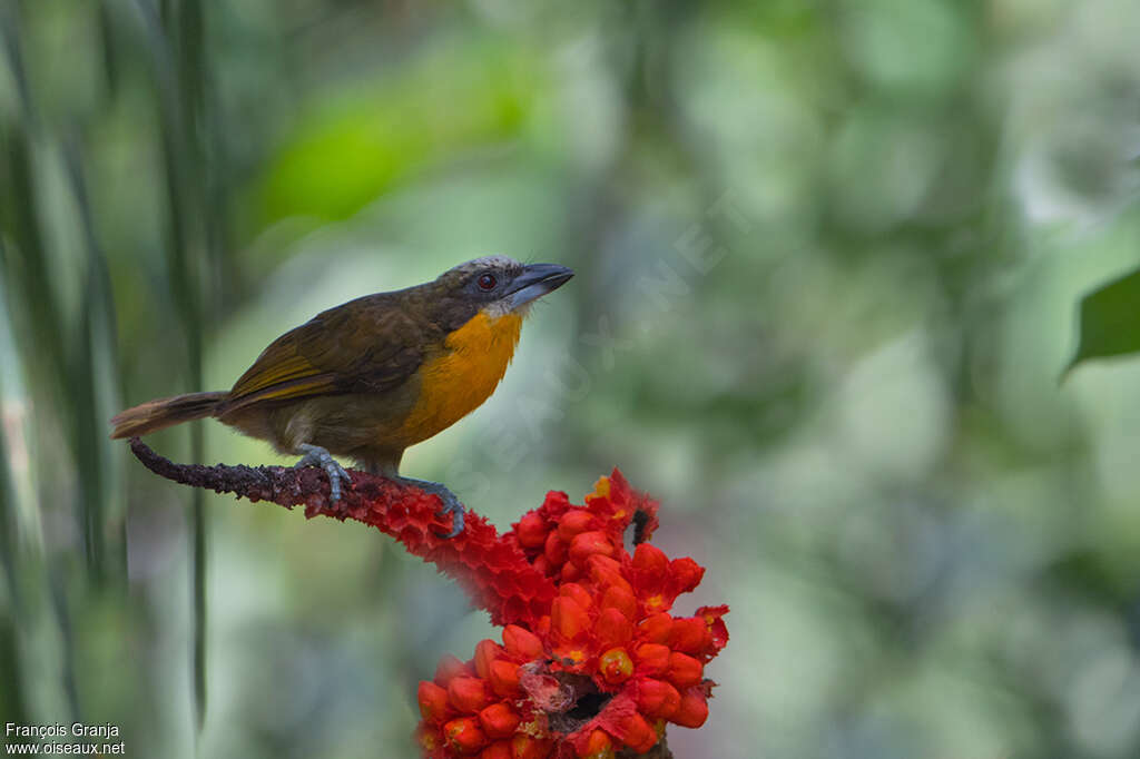 Scarlet-crowned Barbet female adult, identification