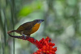 Scarlet-crowned Barbet