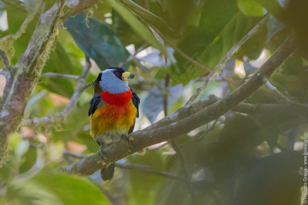 Cabézon toucan