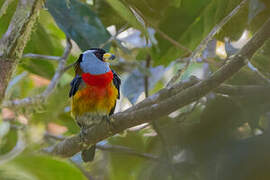 Toucan Barbet