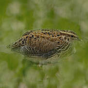 Common Quail