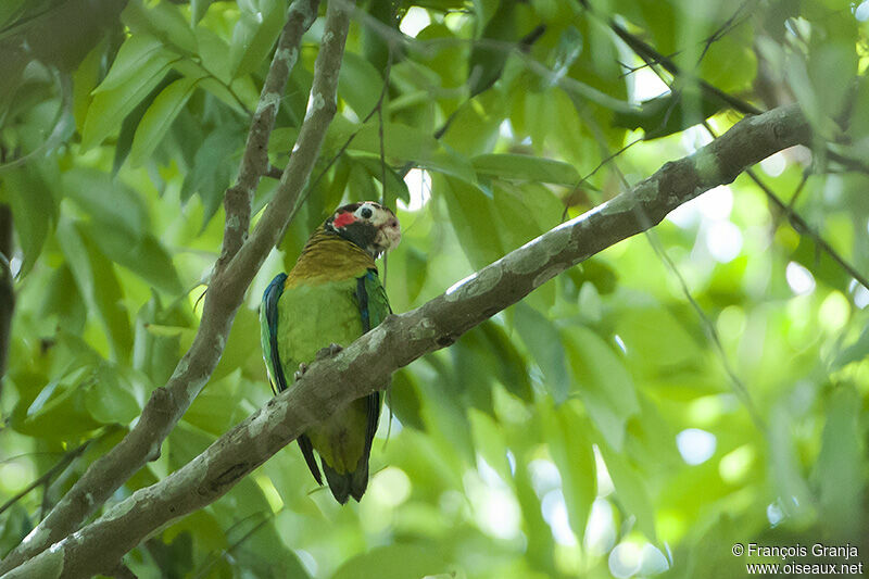 Brown-hooded Parrot