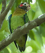 Brown-hooded Parrot